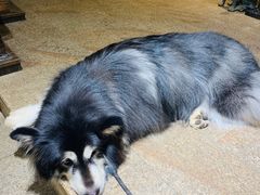 -more than meow吴止猫主题餐厅(承德 中船汇店)