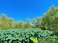 -永定河休闲森林公园