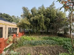 -大莲湖农家乐(青西郊野公园店)