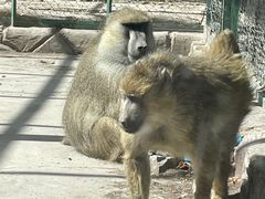 -新疆天山野生动物园