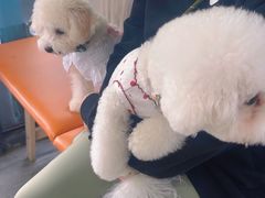 -爱侣宠医·鹦鹉专科·小型哺乳类·异宠专科(灵石路店)