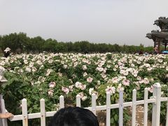-曹州牡丹园