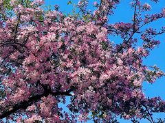 -石家庄市植物园