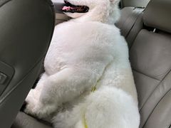 -暖阳宠物医院·犬猫康复中心·骨科