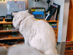 -独音唱片 Indie Music