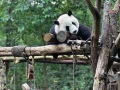 -成都大熊猫繁育研究基地
