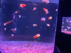 -欢乐海岸海洋奇梦馆