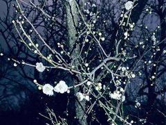 -梅花山(明孝陵内)