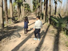 -合肥滨湖国家森林公园