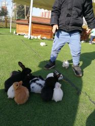 -萌宠亲子动物乐园(槐房万达店)