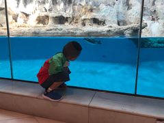 -帝企鹅自助餐厅•儿童岛•真企鹅(长隆企鹅酒店)