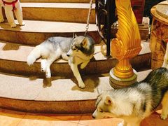 -more than meow吴止猫主题餐厅(承德 中船汇店)