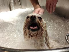 -PETKIT 小佩宠物·低压洗护·美容·寄养(安远店)