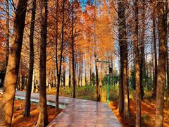 -溱湖国家湿地公园