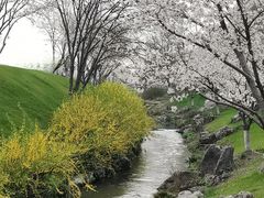 -羊山湖公园