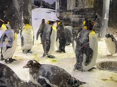 -悉尼海洋生物水族馆