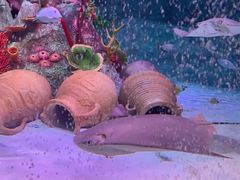 -沈阳海洋探索中心