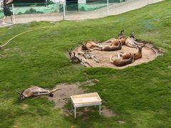 -西霞口神雕山野生动物世界