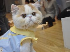 -啵啵喵·猫咖(攀华国际店)