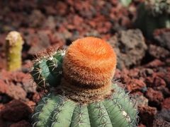 -昆明植物园