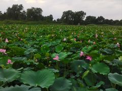 -羊亭河湿地公园