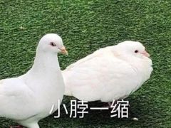 -北国商城