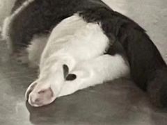 -萌兽医馆·眼科·异宠专科(三里屯店)