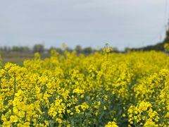 -上海佘山国家森林公园天马山园