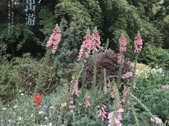 -上海共青森林公园