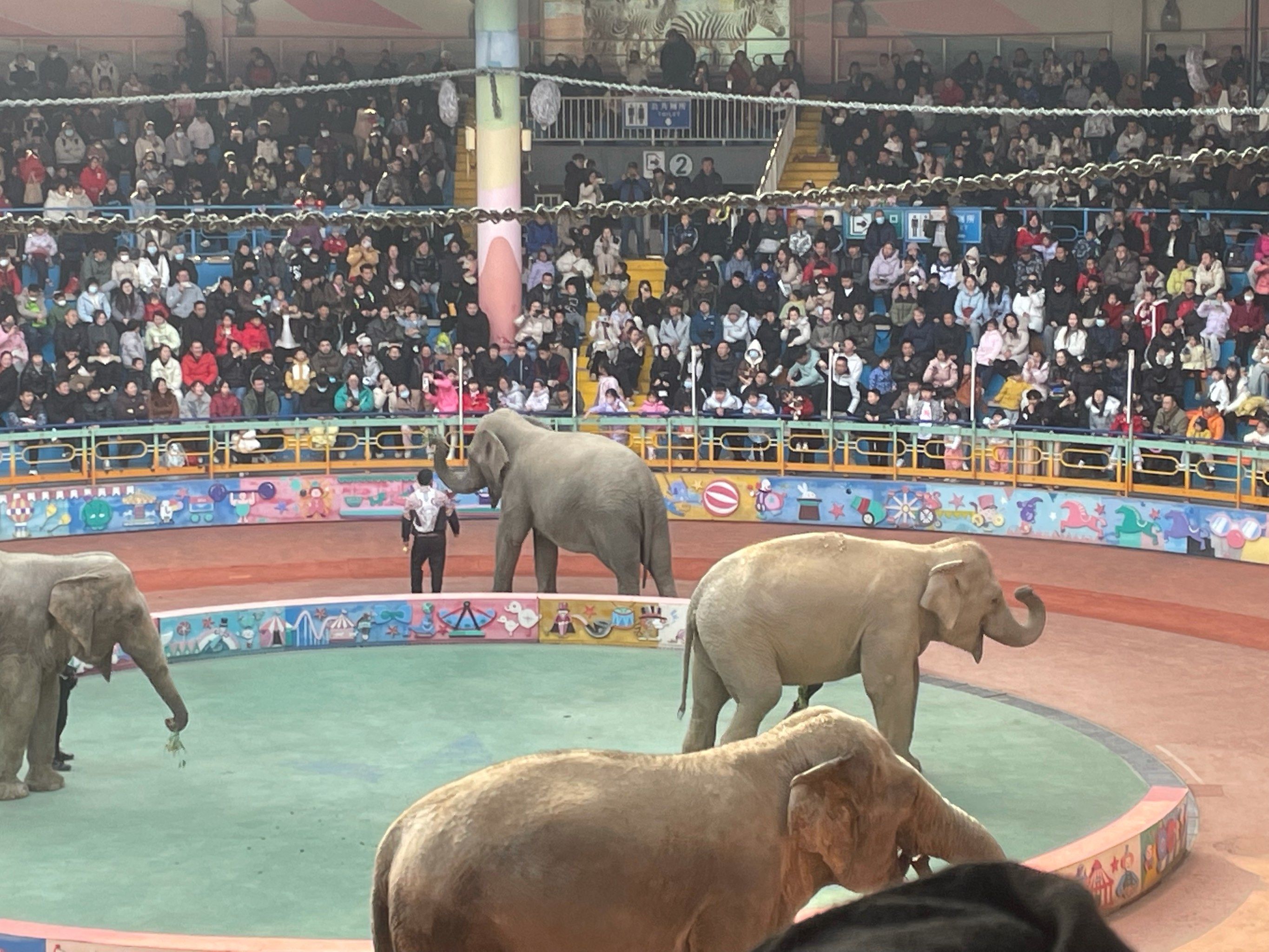 大象表演真精彩!