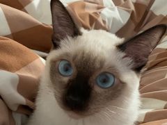 -屋虎猫馆(宝安大仟里店)
