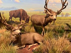 -陕西自然博物馆