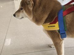 -瑞派福兴宠物医院犬猫全科·骨科·中西医结合(河东店)
