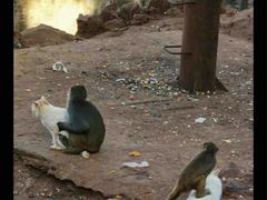 -昆明动物园