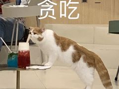 -飞行喵MR PILOT|猫舍·猫咖(静安大融城店)