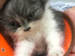 -芭比堂动物医院·犬猫全科·异宠专科(雁塔分院)