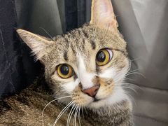 -艾贝尔宠物诊疗