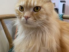 -猫咪派对(江南西店)