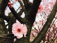 -樱桃山旅游景区