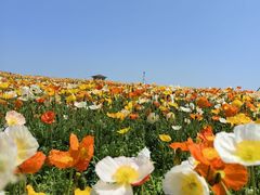 -歌斐颂巧克力小镇