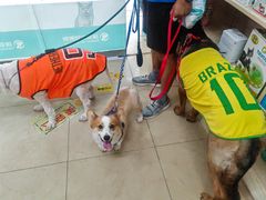 -瑞派旺宝宠物医院·犬猫全科综合·尿道专科(莲兴院)