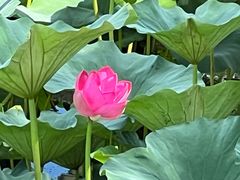 -长春市南湖公园