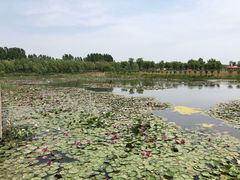 -微山湖红荷湿地景区