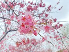 -顾村公园