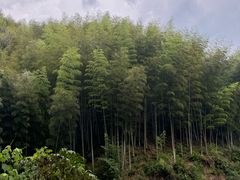 -杨家堂村