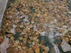 -阔澜蒸汽海鲜自助