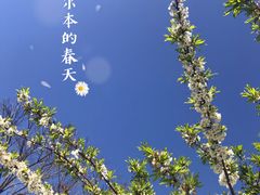 -墨尔本皇家植物园