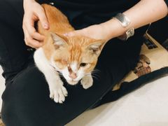 -芭比堂动物医院·24小时·眼科中心(深圳中心)
