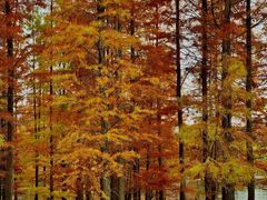 -白鹭湾湿地公园