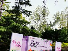 -嘉定紫藤园